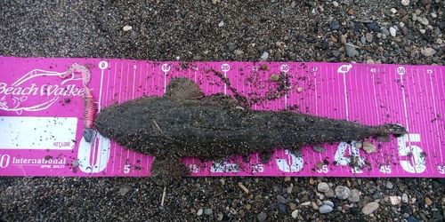 マゴチの釣果