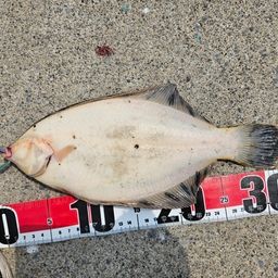 クロガシラガレイ