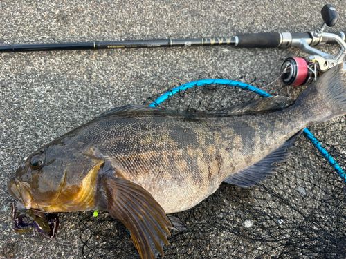 アイナメの釣果