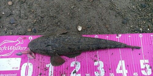 マゴチの釣果