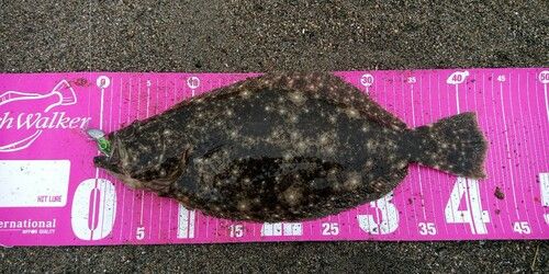 ヒラメの釣果