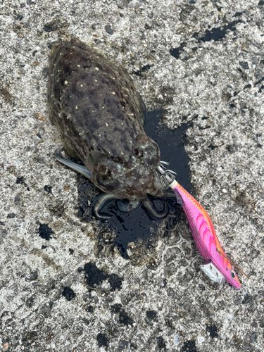 コウイカの釣果