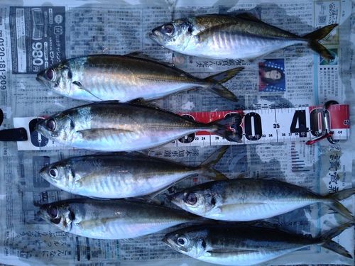 アジの釣果