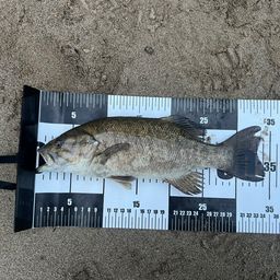 スモールマウスバス