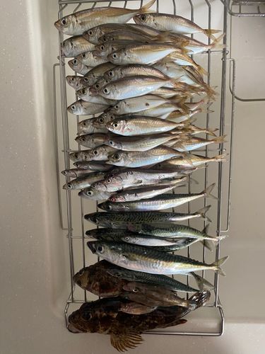 アジの釣果
