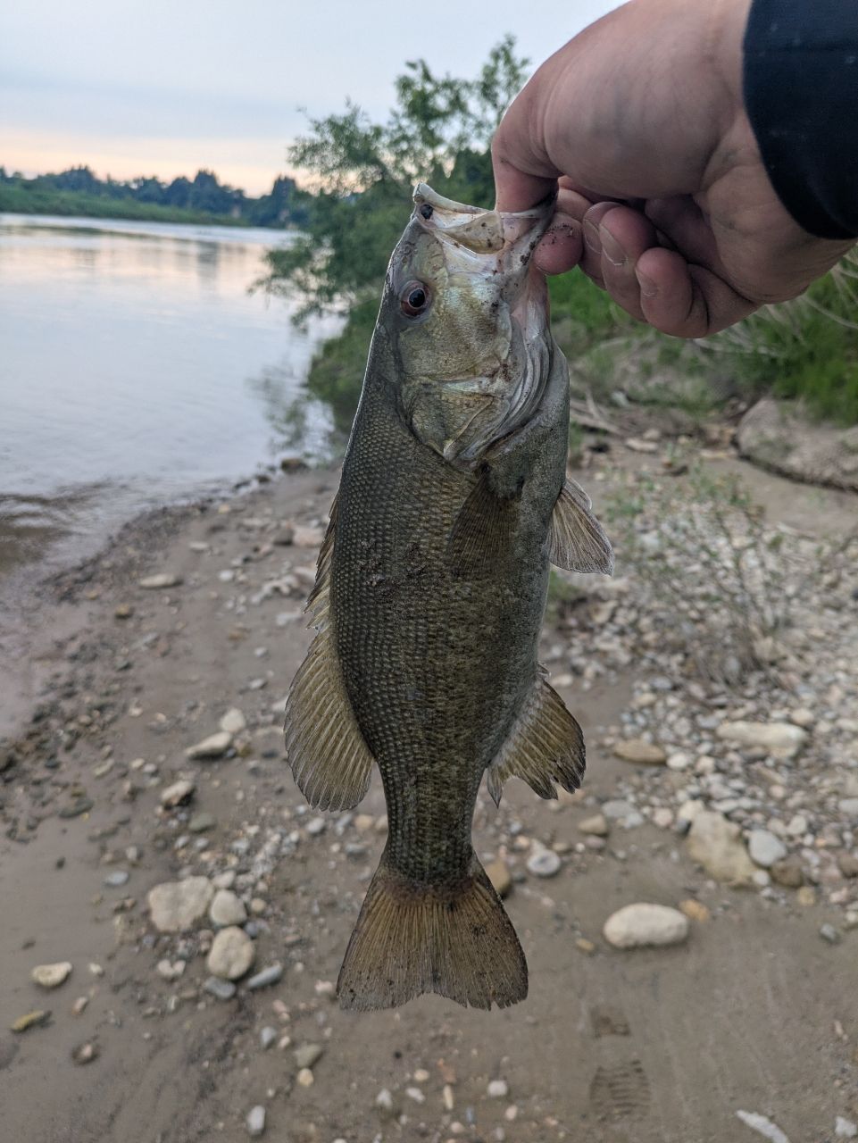 スモールマウスバス