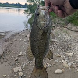 スモールマウスバス