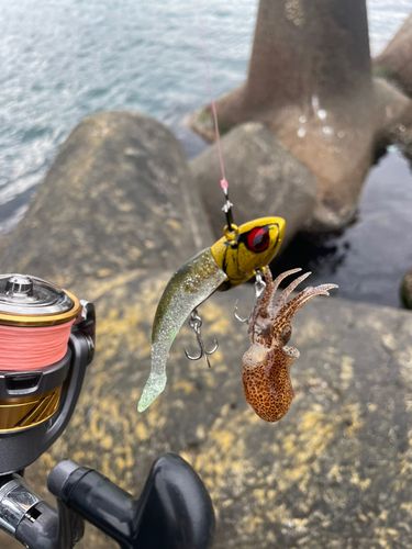 ミミイカの釣果