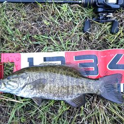 スモールマウスバス