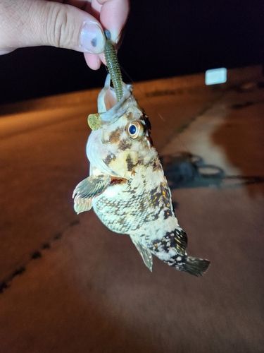 ムラソイの釣果