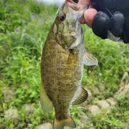 スモールマウスバス