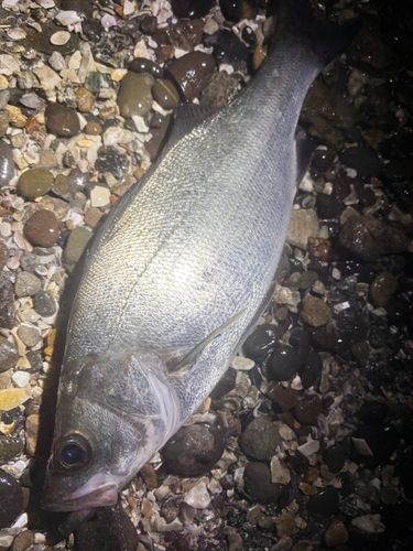 フッコ（ヒラスズキ）の釣果