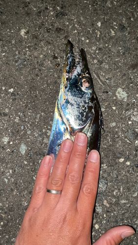 タチウオの釣果
