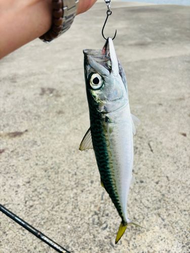 サバの釣果