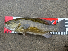 スモールマウスバスの釣果
