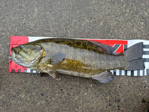スモールマウスバスの釣果