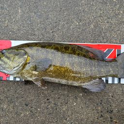 スモールマウスバス