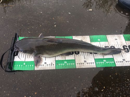 アメリカナマズの釣果