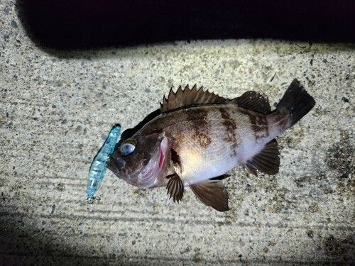 メバルの釣果