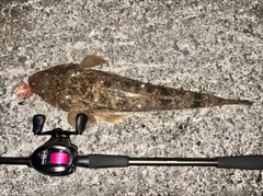 マゴチの釣果