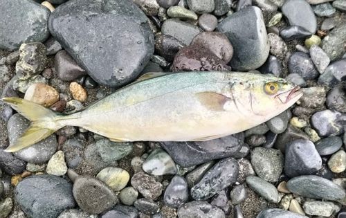 ワカシの釣果