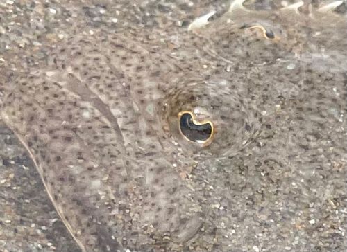 ソゲの釣果