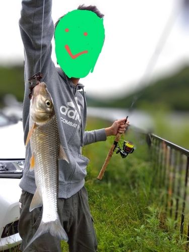 ニゴイの釣果