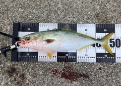 ハマチの釣果