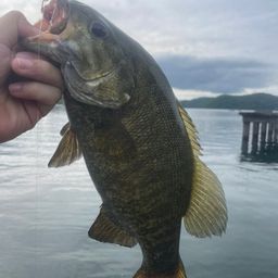 スモールマウスバス