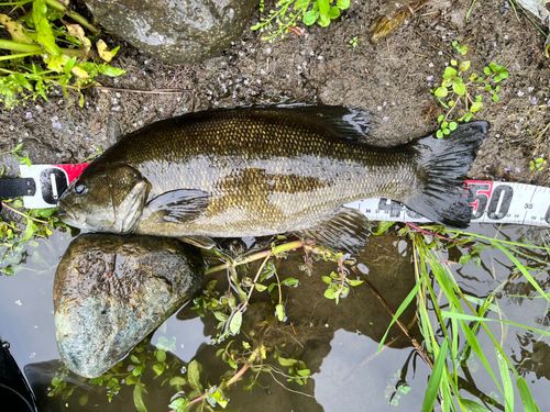 スモールマウスバス