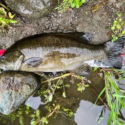 スモールマウスバス