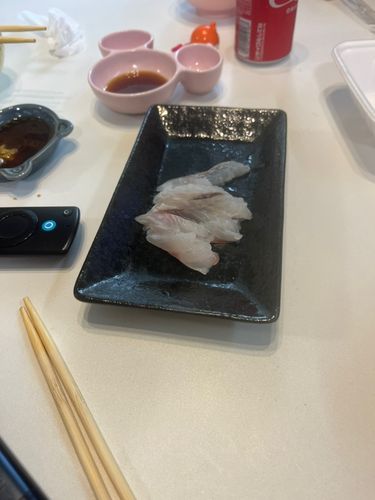 マゴチの釣果