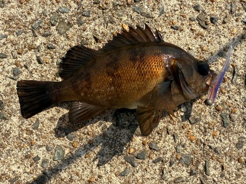 メバルの釣果