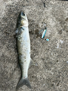ボラの釣果