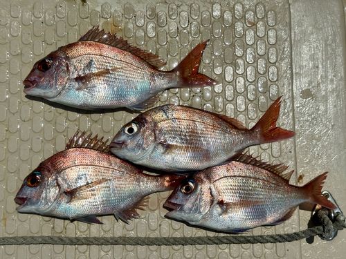 マダイの釣果