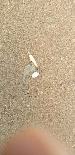 シタビラメの釣果