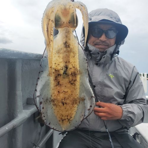 アオリイカの釣果