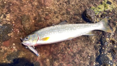 アメマスの釣果