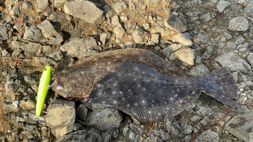 ヒラメの釣果