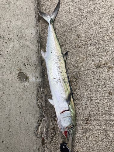 サゴシの釣果