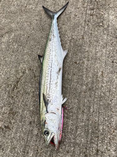 サゴシの釣果