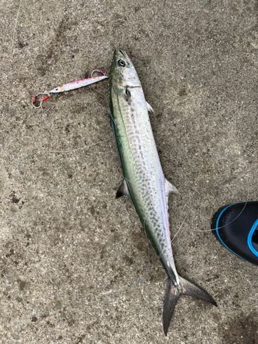 サゴシの釣果