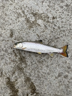 アメマスの釣果