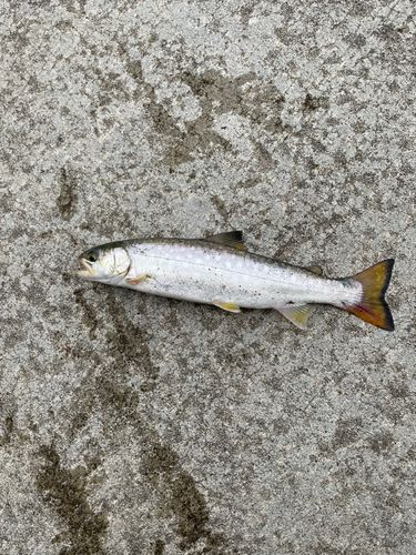アメマスの釣果