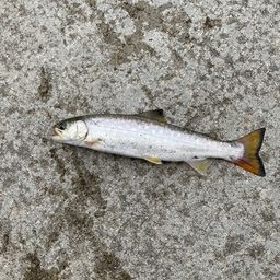 アメマス