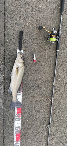 シーバスの釣果