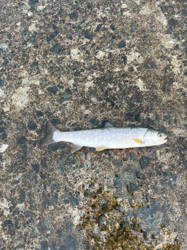 アメマスの釣果