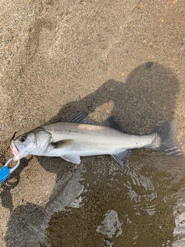 セイゴ（マルスズキ）の釣果