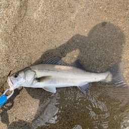 セイゴ（マルスズキ）