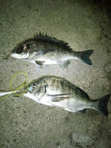 クロダイの釣果